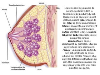 Les seins sont des organes de nature glandulaire dont la fonction est de produire du lait. Chaque sein se divise en 15 à 20 secteurs, appelé lobe. Chacun de ses lobes se divise en nombreux lobules, plus petits, qui s'achèvent en douzaines de minuscules  bulbes sécrétant le lait. Les lobes, lobules et bulbes sont reliés entre eux par les canaux  galactophores. Ceux-ci aboutissent au mamelon, situé au centre d'une zone pigmentée, l'aréole. La plus grande partie du sein est constituée de tissus adipeux qui comble l'espace situé entre les différentes structures du sein. Des muscles recouvrant les côtes sous-tendent le sein, mais n'en font pas partie.