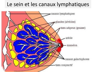 Le sein et les canaux lymphatiques