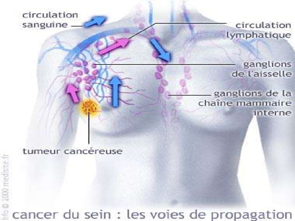 Le sein