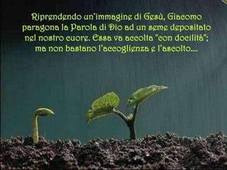Riprendendo un’immagine di Gesù, Giacomo paragona la Parola di Dio ad
un seme depositatonel nostro cuore. Essa va accolta "con docilità";
ma non bastano l’accoglienza e l’ascolto….
 