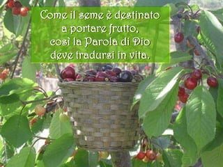 Come il seme è destinato
a portare frutto,
così la Parola di Dio
deve tradursi in vita.
 