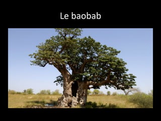 Le	
  baobab
	
  

 