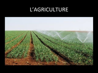 L’AGRICULTURE
	
  

 