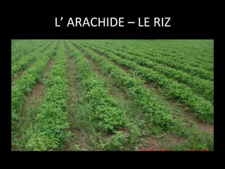 L’	
  ARACHIDE	
  –	
  LE	
  RIZ
	
  

 