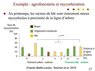 Exemple : agroforesterie et mycorhization
 Au printemps, les racines de blé sont clairement mieux
mycorhizées à proximité...