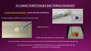 C) CARACTERES BIOCHIMIQUES :
IV.CARACTERISTIQUES BACTERIOLOGIQUES
grande diversité métabolique
Oxydase négative (différence avec le Pseudomonas),
catalase positive
nitrate réductase positive au stade nitrite
Un des caractères communs et constants à toutes les Entérobactéries est la fermentation du glucose
En analyse de routine, La différenciation entre genres et espèces est basée soit des
caractères biochimiques et antigéniques
 