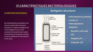 C) CARACTERES ANTIGENIQUES :
IV.CARACTERISTIQUES BACTERIOLOGIQUES
les Entérobactéries possèdent une
structure particulière donnant
naissance à 3 types d’antigènes (O,
H, K) l’antigène O est le seul
constamment exprimé par toutes
les bactéries de ce groupe mais de
structure différente d’une bactérie
a une autre.
 