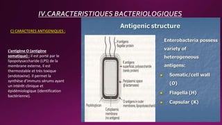 C) CARACTERES ANTIGENIQUES :
IV.CARACTERISTIQUES BACTERIOLOGIQUES
L’antigène O (antigène
somatique) : il est porté par le
lipopolysaccharide (LPS) de la
membrane externe, il est
thermostable et très toxique
(endotoxine). Il permet la
synthèse d’immuns sérums ayant
un intérêt clinique et
épidémiologique (identification
bactérienne).
 