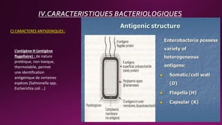 C) CARACTERES ANTIGENIQUES :
IV.CARACTERISTIQUES BACTERIOLOGIQUES
L’antigène H (antigène
flagellaire) : de nature
protéique, non toxique,
thermolabile, permet
une identification
antigénique de certaines
espèces (Salmonella spp,
Escherichia coli …)
 