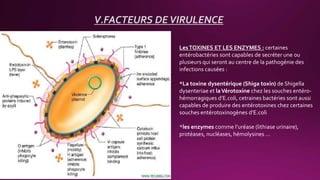 V.FACTEURS DEVIRULENCE
LesTOXINES ET LES ENZYMES : certaines
entérobactéries sont capables de secréter une ou
plusieurs qui seront au centre de la pathogénie des
infections causées :
*La toxine dysentérique (Shiga toxin) de Shigella
dysenteriae et laVérotoxine chez les souches entéro-
hémorragiques d’E.coli, cetraines bactéries sont aussi
capables de produire des entérotoxines chez certaines
souches entérotoxinogènes d’E.coli
*les enzymes comme l’uréase (lithiase urinaire),
protéases, nucléases, hémolysines …
 