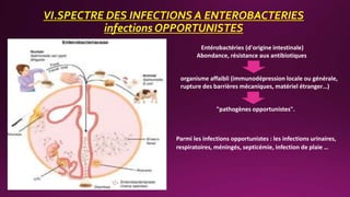 VI.SPECTRE DES INFECTIONS A ENTEROBACTERIES
infections OPPORTUNISTES
Parmi les infections opportunistes : les infections urinaires,
respiratoires, méningés, septicémie, infection de plaie …
Entérobactéries (d'origine intestinale)
Abondance, résistance aux antibiotiques
organisme affaibli (immunodépression locale ou générale,
rupture des barrières mécaniques, matériel étranger…)
"pathogènes opportunistes".
 