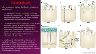 Escherichia coli
Selon le mécanisme impliqué dans l’entéro pathogénicité
nous distinguons :
• Les souches ETEC (Entero toxinogenic E,coli) : qui
produisent des entérotoxines a l’origine d’un syndrome
diarrheique cholériforme. Elle sont surtout impliqués
dans les diarrhés du voyageur (Tourista)
• Les souches EHEC (Entero hemorragic E,coli) : se sont
des souches capables de produire une cytotoxine
diffusible dite (Vérotoxine= VTEC) ou (Shiga like
toxine +STEC) responsable de l’inhibition de la
synthèse protéique cellulaire. Plusieurs sérovars sont
capables de la produire mais le plus connu est
l’Escerichia coli O157 H7
La maladie causée (décrite initialement comme « la
maladie des hamburgers ») se manifeste sous forme
épidémique , et est une diarrhée aqueuse puis purement
hémorragique sans pus ni fièvre (action toxinique pure).
Elle se complique d’un syndrome hémolytique et urémique
(SHU) de mauvais pronostic.
 