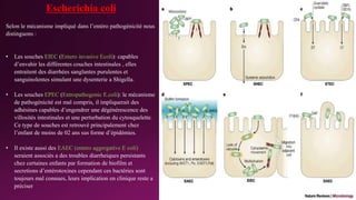 Escherichia coli
Selon le mécanisme impliqué dans l’entéro pathogénicité nous
distinguons :
• Les souches EIEC (Entero invasive Ecoli): capables
d’envahir les différentes couches intestinales , elles
entraitent des diarrhées sanglantes purulentes et
sanguinolentes simulant une dysenterie a Shigella.
• Les souches EPEC (Entropathogenic E.coli): le mécanisme
de pathogénicité est mal compris, il impliquerait des
adhésines capables d’engendrer une dégénérescence des
villosités intestinales et une perturbation du cytosquelette.
Ce type de souches est retrouvé principalement chez
l’enfant de moins de 02 ans sus forme d’épidémies.
• Il existe aussi des EAEC (entero aggregative E coli)
seraient associés a des troubles diarrheiques persistants
chez certaines enfants par formation de biofilm et
secretions d’entérotoxines cependant ces bactéries sont
toujours mal connues, leurs implication en clinique reste a
préciser
 