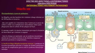 SPECTRE DES INFECTIONS A ENTEROBACTERIES
infections SPECIFIQUE
ENTEROBACTERIES HAUTEMENT PATHOGENES
Shigella spp
Physiopathologie et pouvoir pathogène:
les Shigelles sont des bactéries très virulentes (charge infectant est
de 100 bacilles) et invasives ,
elles sont capables de s’internaliser dans l’entérocyte et passer de
cellule a cellule avec multiplication intracellulaire même après
phagocytose dans le cellules M des plaques de Peyer.
Ce passage couplé a la réaction immunitaire provoque la formation
de micro-abcés qui s’ulcèrent et saignent
. Ainsi la clinique est représentée par un syndrome dysentérique
dominé par de violentes douleurs et des diarrhées muqueuses
glaireuses purulentes et sanguinolentes ,
Le bacille de Shiga (Shigella dysenteriae sérotype 1) producteur de
la toxine dysentérique peut être a l’origine de troubles paralytiques
ainsi que de complications graves come le syndrome hémolytique
urémique
 