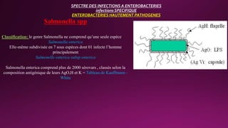 SPECTRE DES INFECTIONS A ENTEROBACTERIES
infections SPECIFIQUE
ENTEROBACTERIES HAUTEMENT PATHOGENES
Salmonella spp
Classification: le genre Salmonella ne comprend qu’une seule espèce
Salmonella enterica
Elle-même subdivisée en 7 sous espèces dont 01 infecte l’homme
principalement
Salmonelle enterica subsp enterica
Salmonella enterica comprend plus de 2000 sérovars , classés selon la
composition antigénique de leurs AgO,H et K = Tableau de Kauffmann -
White
 