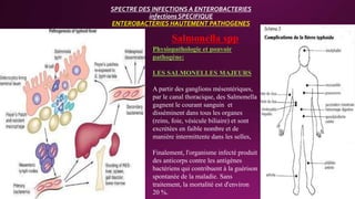 SPECTRE DES INFECTIONS A ENTEROBACTERIES
infections SPECIFIQUE
ENTEROBACTERIES HAUTEMENT PATHOGENES
Salmonella spp
Physiopathologie et pouvoir
pathogène:
LES SALMONELLES MAJEURS
A partir des ganglions mésentériques,
par le canal thoracique, des Salmonella
gagnent le courant sanguin et
disséminent dans tous les organes
(reins, foie, vésicule biliaire) et sont
excrétées en faible nombre et de
manière intermittente dans les selles,
Finalement, l'organisme infecté produit
des anticorps contre les antigènes
bactériens qui contribuent à la guérison
spontanée de la maladie. Sans
traitement, la mortalité est d'environ
20 %.
 
