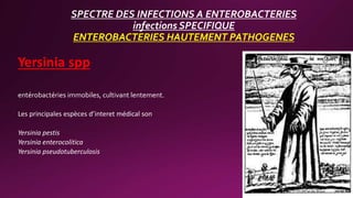 SPECTRE DES INFECTIONS A ENTEROBACTERIES
infections SPECIFIQUE
ENTEROBACTERIES HAUTEMENT PATHOGENES
Yersinia spp
entérobactéries immobiles, cultivant lentement.
Les principales espèces d’interet médical son
Yersinia pestis
Yersinia enterocolitica
Yersinia pseudotuberculosis
 