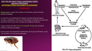 SPECTRE DES INFECTIONS A ENTEROBACTERIES
infections SPECIFIQUE
ENTEROBACTERIES HAUTEMENT PATHOGENES
Yersinia pestis
Habitat naturel: parasite des animaux et de l'homme, agent de la peste
animale et humaine
Le réservoir est constitué par les rongeurs sauvages (peste sauvage ou
silvatique, endémique). Chez les rats domestiques, la maladie occasionne des
épizooties massives qui sont à l'origine des épidémies humaines.
L'agent vecteur est la puce du rat (xenopsylla cheopis) qui contamine
animaux et hommes par piqûre.
Il peut exister une transmission interhumaine par la puce de l'homme, ou par
voie aérienne en cas de forme pulmonaire.
 