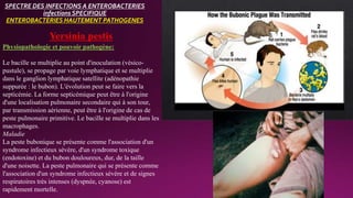 SPECTRE DES INFECTIONS A ENTEROBACTERIES
infections SPECIFIQUE
ENTEROBACTERIES HAUTEMENT PATHOGENES
Yersinia pestis
Physiopathologie et pouvoir pathogène:
Le bacille se multiplie au point d'inoculation (vésico-
pustule), se propage par voie lymphatique et se multiplie
dans le ganglion lymphatique satellite (adénopathie
suppurée : le bubon). L'évolution peut se faire vers la
septicémie. La forme septicémique peut être à l'origine
d'une localisation pulmonaire secondaire qui à son tour,
par transmission aérienne, peut être à l'origine de cas de
peste pulmonaire primitive. Le bacille se multiplie dans les
macrophages.
Maladie
La peste bubonique se présente comme l'association d'un
syndrome infectieux sévère, d'un syndrome toxique
(endotoxine) et du bubon douloureux, dur, de la taille
d'une noisette. La peste pulmonaire qui se présente comme
l'association d'un syndrome infectieux sévère et de signes
respiratoires très intenses (dyspnée, cyanose) est
rapidement mortelle.
 