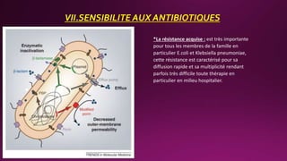 VII.SENSIBILITE AUX ANTIBIOTIQUES
*La résistance acquise : est très importante
pour tous les membres de la famille en
particulier E.coli et Klebsiella pneumoniae,
cette résistance est caractérisé pour sa
diffusion rapide et sa multiplicité rendant
parfois très difficile toute thérapie en
particulier en milieu hospitalier.
 
