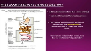 III. CLASSIFICATION ET HABITAT NATUREL
 bactérie ubiquitaire (résistance dans e milieu extérieur)
 colonisant l’intestin de l’homme et des animaux
 Chez l’homme, les Entérobactéries représentent
l’essentiel de la flore aero-anaérobies de
l’intestin et du colon (0,1% de la flore colique
totale)
Elle ne font pas partie de la flore buccale , leurs
dans une bouche saine n’est que transitoire
 