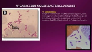 A) MORPHOLOGIE:
il s’agit de bacilles a Gram négatif a coloration bipolaire, isolés,
mobiles par une ciliature péritriche (expié Klebsiella spp qui est
immobiles), non sporulés, la capsule est constamment
retrouvée chez Klebsiella et mais elle ne l’est pas chez les autres
IV.CARACTERISTIQUES BACTERIOLOGIQUES
 