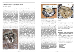 ARACHNE 10(2), 2005                                                                                                                                                                              ARACHNE 10(2), 2005




Kokonbau ohne Kopulation Teil II
von Mario Wilfert

Das schon im ersten Teil erwähnte Gram-              instinktiv, dass mit ihren Kokons etwas nicht
mostola grossa Weibchen (WILFERT 2003), wel-         in Ordnung war, denn andere Gründe die
ches ich im Jahre 1996 als Nymphe bekam,             für einen Kokonverzehr verantwortlich sein
hat inzwischen eine Größe von 7,5 cm und             könnten, wie z.B. eine Störung bei der Brut-
ein Gewicht von 28 g erreicht. Nach der Er-          pflege oder eine klimatische Veränderung im
langung ihrer Geschlechtsreife stellte sie am        Terrarium, lagen nicht vor. Es kann aber
25.06.2001 einen Kokon her. Die Besonder-            auch vorkommen, dass ein Weibchen seinen
heit an diesem Kokonbau war die Tatsache,            Kokon einfach nur ablegt und ihn nicht wei-
dass ihm keine Kopulation voraus ging und            ter beachtet. Bei diesem regelmäßig auftre-
es sich demnach dabei um einen sogenann-             tenden Phänomen stellt sich nun die Frage           geöffneter Scheinkokon von Grammostola grossa
                                                                                                         Foto: Mario Wilfert
                                                                                                                                                               Nahaufnahme der unbefruchteten Eier
                                                                                                                                                               Foto: Mario Wilfert
ten »Scheinkokon« handeln musste. Ihrem              nach den möglichen Ursachen, die einen
ersten Scheinkokon sollten bis heute noch            Scheinkokonbau unter Terrarienbedingun-            reinstimmung, dass bei einem Scheinkokon-             SUMMARY
drei weitere folgen, die am 27.06.2002,              gen auslösen könnten. Für den Kokonbau in          bau wohl optimale Haltungsbedingungen
26.06.2003 und am 28.06.2004 gebaut wur-             ihrem natürlichen Habitat spielen verschie-        vorgeherrscht haben müssen, gab es für die-           M ARIO W ILFERT owns an unmated, eight
den. Da ich ihr diese ersten drei Kokons             dene Faktoren eine Rolle, wie z.B. die Kli-        ses Verhalten keine plausible Erklärung,              years old female of Grammostola grossa that
überlassen hatte, wurden sie von ihr inner-          mabedingungen, die Jahreszeit oder der             sondern nur Vermutungen. Einige der ge-               produces »phantom eggsacs« since 2001.
halb der ersten Woche erwartungsgemäß                Ernährungs- bzw. Gesundheitszustand.               nannten Erklärungen sehen die mögliche                The data of the phantom eggsacs are pre-
wieder verzehrt. Möglicherweise spürte sie           Nach meinen bisherigen Beobachtungen               Ursache in einer Fehlsteuerung des Zentra-            sented and some suggestions concerning the
                                                     und dem Erfahrungsaustausch mit einigen            len Nervensystems und einer damit verbun-             reasons for this behaviour are given.
                                                     Kollegen, beginnt das Grammostola grossa           denen Impulsstörung, die einen Kokonbau
                                                     Weibchen nach einer erfolgreichen Kopula-          auslösen würde. Weitere Vermutungen brin-             LITERATUR
                                                     tion ca.12 bis 14 Wochen später mit der            gen dieses Verhalten mit einer Überfütte-
                                                     Kokonherstellung und der Eiablage von ca.          rung oder den jahreszeitlich typischen Be-            MEINHART, M. (2000): Kurze Einführung
                                                     500-600 Stück. Die Größe des Kokons                dingungen in Zusammenhang. Was aber                      in die Vogelspinnenkunde. Buthus-Fach-
                                                     beträgt dabei in der Regel ca. 6-8 cm und          wiederum die Frage aufwirft, warum nicht                 verlag,
                                                     hat ein Gewicht von ca. 8-10 g. Bei den bis-       alle geschlechtsreifen, unbefruchteten und            STADLER, G. (2000): Ihr Hobby Vogelspin-
                                                     her angefertigten Scheinkokons gab es ge-          überernährten Weibchen zu einer ganz                     nen. bede Verlag, Ruhmannsfelden.
                                                     genüber dem Normalfall erhebliche Ab-              bestimmten Zeit einen Scheinkokon bauen.              VON WIRTH, V. (1996): Vogelspinnen richtig
                                                     weichungen, denn ihr zuletzt gebauter              Da der Scheinkokonbau nicht nur auf einige               pflegen und verstehen. GU Verlag, Mün-
                                                     Scheinkokon hatte ein Gewicht von 6 g und          Gattungen beschränkt ist, wäre es interes-               chen.
                                                     einen Durchmesser von 5 cm und beinhalte-          sant zu erfahren, bei welchen Arten ähnliche          WILFERT, M. (2003): Kokonbau ohne Ko-
                                                     te 114 Eier die zwischen 2 mm und 4 mm             Beobachtungen gemacht wurden und ob                      pulation. DeArGe Mitteilungen 8(1): 19.
                                                     groß waren. Bei Gesprächen und schriftli-          das regelmäßige Scheinkokonbauverhalten
                                                     chem Erfahrungssaustausch mit einigen              durch eine inzwischen stattgefundene Ko-                 Adresse des Autors:
                                                     Kollegen berichteten mir diese über ihre Be-       pulation beendet wurde. Weil es aber in der              Mario Wilfert
                                                     obachtungen beim Scheinkokonbau, der               Natur keine grundlosen Vorgänge gibt, wird               Burgweg 19
                                                     übrigens auch bei anderen Gattungen wie            hier noch einiges an Ursachen- bzw. Verhal-              35619 Braunfels
                                                     z.B. Acanthoscurria, Chilobrachys oder Haplopel-   tensforschung nötig sein.
 Grammostola grossa mit »Scheinkokon«
 Foto: Mario Wilfert                                 ma vorkommt. Außer der allgemeinen Übe-
                                                20                                                                                                       21
 