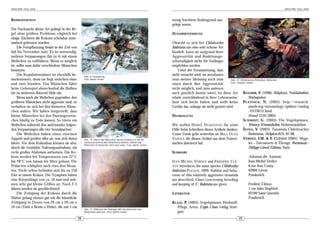 ARACHNE 10(2), 2005                                                                                                                                                                            ARACHNE 10(2), 2005



REPRODUKTION                                                                                                    wenig feuchtem Bodengrund aus-
                                                                                                                gelegt waren.
Die Nachzucht dieser Art gelingt in der Re-
gel ohne größere Probleme, obgleich bei                                                                         ZUSAMMENFASSUNG
einige Züchtern die Kokons scheinbar syste-
matisch gefressen wurden.                                                                                       Obwohl es sich bei Chilobrachys
     Die Fortpflanzung findet in der Zeit von                                                                   fimbriatus um eine sehr schöne Art
Juli bis November statt. Es ist notwendig,                                                                      handelt, kann sie aufgrund ihrer
mehrere Verpaarungen (bis zu 4) mit einem                                                                       Aggressivität und Reaktionsge-
Weibchen zu vollführen. Wenn es möglich                                                                         schwindigkeit nicht für Anfänger
ist, sollte man dafür verschiedene Männchen                                                                     empfohlen werden.
benutzen.                                                                                                           Unter der Voraussetzung, dass
     Die Kopulationsdauer ist ebenfalls be-          Abb. 9: Verpaarung
                                                                                                                nicht versucht wird, sie anzufassen
merkenswert, denn sie liegt zwischen einer           Foto: Martin Huber                                         (was meiner Meinung nach zum             Abb. 12: Chilobrachys fimbriatus, Weibchen
und zwei Stunden. Das Männchen führt                                                                            einen durch ihre Aggressivität           Foto: Frédéric Cléton

beim Liebesspiel abwechselnd die Bulben                                                                         nicht möglich, und zum anderen
bis zu mehreren dutzend Male ein.                                                                               auch gänzlich dumm wäre), ist diese Art KOVARIK, F. (1998): Sklipkani, Nakladatelstvi,
     Wenn auch die Weibchen gegenüber den                                                                       relativ zurückhaltend in ihrer Lebensweise,               Madagaskar.
größeren Männchen nicht aggressiv sind, so                                                                      lässt sich leicht halten und stellt keine P LATNICK , N. (2005): http://research.
verhalten sie sich bei den kleineren Männ-                                                                      Gefahr dar, solange sie nicht gestört wird.               amnh.org/entomology/spiders/catalog
chen anders. Wir haben festgestellt, dass                                                                                                                                 /INTRO1.html.
kleine Männchen bei den Paarungsversu-                                                                          DANKSAGUNG                                                (Stand 23.01.2005)
chen häufig zu Tode kamen. So tötete ein                                                                                                                            S CHMIDT, G. (2003): Die Vogelspinnen.
Weibchen während den aufeinander folgen-                                                                        Wir wollen H ERVÉ D UQUENNE für seine                     Westarp Wissenschaften, Hohenwarsleben
den Verpaarungen alle vier Sexualpartner.                                                                       Hilfe beim Schreiben dieses Artikels danken. Š EJNA , V. (2003): Tarantula Chilobrachys
     Die Weibchen haben einen enormen                                                                           Unser Dank geht weiterhin an MILA OULD                    fimbriatus. Sklípkan 8(3): 87-88.
Appetit und greifen alles an, was sich ihnen         Abb. 10: Wenn das Männchen seinen Embolus in die Re-       YAHOUI, die diesen Artikel aus dem Franzö- VERDEZ, J.M. & F. CLÉTON (2001): Myga-
bietet. Vor dem Kokonbau können sie also,            ceptacula seminis des Weibchens einführt, streckt das
                                                     Weibchen ihr Abdomen steil nach oben. Foto: Martin Huber
                                                                                                                sischen übersetzt hat.                                    les – Découverte & Élevage. Bornemann -
durch die verstärkte Nahrungsaufnahme, ein                                                                                                                                Philippe Gérard Éditions, Paris.
recht großes Abdomen aufweisen. Die Ko-                                                                         SUMMARY
kons werden bei Temperaturen von 22°C                                                                                                                                     Adressen der Autoren:
bis 28°C von Januar bis März gebaut. Die                                                                        JEAN MICHEL VERDEZ and FRÉDÉRIC CLÉ-                      Jean Michel Verdez
Prälarven schlüpfen nach etwa drei Mona-                                                                        TON introduces the asian species Chilobrachys             6 rue Jean Couzy
ten. Nicht selten befinden sich bis zu 250                                                                      fimbriatus POCOCK, 1899. Habitat and beha-                62800 Lievin
Eier in einem Kokon. Die Nymphen haben                                                                          viour of this relatively aggressive tarantula             Frankreich
eine Körperlänge von ca. 10 mm und neh-                                                                         are described. Clues concerning breeding
men sehr gut kleine Grillen an. Nach 2-3                                                                        and keeping of C. fimbriatus are given.                   Frédéric Cléton
Jahren werden sie geschlechtsreif.                                                                                                                                        1 rue Jules Siegfried
     Die Zeitigung der Kokons durch die                                                                         LITERATUR                                                 02100 Saint-Quentin
Mütter gelang ebenso gut wie die künstliche                                                                                                                               Frankreich
Zeitigung in Dosen von 20 cm x 20 cm x                                                                          KLAAS , P. (2003): Vogelspinnen: Herkunft,
10 cm (Tiefe x Breite x Höhe), die mit 5 cm                                                                         Pflege, Arten. Eugen Ulmer Verlag, Stutt-
                                                     Abb. 11: Während der Eiablage fällt das Abdomen des
                                                     Weibchens stark ein. Foto: Martin Huber                        gart.
                                                28                                                                                                             29
 