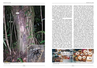 ARACHNE 10(2), 2005                                                                                                                                                 ARACHNE 10(2), 2005



                                                               inae. Wenn E. murinus adult werden, legen                       gelegene Gebiete für meine Untersuchungen
                                                               sie diese baumbewohnende Lebensweise                            zu suchen. Also mietete ich mir ein Auto
                                                               jedoch vollständig ab und gehen ebenso                          und nutzte die Gelegenheit, um mir Cayen-
                                                               konsequent zur bodenbewohnenden Le-                             ne, diese alte Stadt aus der Kolonialzeit, an-
                                                               bensweise über. Ich würde vermuten, dass                        zuschauen. Es gibt dort aber nicht wirklich
                                                               Größe und Verfügbarkeit der Beute im Lau-                       viel zu sehen. Die meisten Shops sind klein
                                                               fe der Evolutionsgeschichte dazu geführt                        und mit ihren kitschigen Souvenirs wohl
                                                               haben, dass E. murinus diese strikt getrennte,                  hauptsächlich auf europäische Touristen
                                                               »zweigleisige« Lebensweise als Überlebens-                      ausgerichtet. Für mich gehören diese hun-
                                                               strategie entwickelt hat.                                       derte (insgesamt vermutlich eher tausen-
                                                                   Große Hitze und hohe Luftfeuchtigkeit                       de) von getrockneten und eingerahmten
                                                               können häufig sehr an den Kräften zehren.                       Schmetterlinge, Käfer und Vogelspinnen zu
                                                               Aus diesem Grunde esse ich nicht sehr                           den Souvenirs, über die ich mich am meisten
                                                               reichhaltig und belastend zu Mittag. Statt-                     aufregen könnte. Schmetterlinge der Art
                                                               dessen begnüge ich mich mit Powerriegeln                        Morpho und die Vogelspinnenart Theraphosa
                                                               und Energydrinks. Tagsüber wandere ich,                         blondi gehören zu den am häufigsten ange-
                                                               mache Bilder und führe wissenschaftliche                        botenen Arten. Unter anderem werden auch
                                                               Feldarbeiten durch. Meist kehre ich dann                        Avicularia metallica und Ephebopus murinus
                                                               erst spätnachmittags zur Lodge zurück, sor-                     »gerahmt« angeboten. Die Samaracas (um-
                                                               tiere meine Notizen und gönne mir irgend-                       gangssprachlich für »Afrikanische Nach-
                                                               ein alkoholisches Getränk. Ich war glücklich                    kommen, die im Busch leben«) fangen große
                                                               darüber, bei dieser Reise die komplette Lod-                    Mengen all dieser Tiere, indem sie Benzin in
                                                               ge allein für mich zu haben. Es ist für mich                    die Bauten der Vogelspinnen spritzen. Der
                                                               das größte Ärgernis, während meiner Reisen                      Geruch treibt die Tiere dann ans Tageslicht,
                                                               Gäste in den Lodges zu haben, die mir laut-                     wo sie hastig gefangen und in kleinen Pla-
                                                               stark überall hin folgen, als wäre ich ihr per-                 stikbeuteln »verstaut« werden. Zurück bei
                                                               sönlicher »Dschungel«-Reiseführer. Nach                         ihren Unterkünften werden die Beutel mit
                                                               etwa zwei Tagen kannte ich auf dem                              den Tieren in die Sonne gelegt und dort
                                                               Grundstück der Lodge und dem umliegen-                          sterben sie dann den Hitzetod, bevor sie
                                                               den Gebiet beinahe jeden Baum und                               ausgeweidet, ausgestopft, getrocknet und in
                                                               Strauch. Es war daher nötig, neue und höher                     die Bilderrahmen eingesetzt werden. Diese




 Habitat und arboreales Versteck von Ephebopus rufescens        In vielen Läden werden getrocknete Vogelspinnen, Skorpione, Schmetterlinge und Käfer als Souvenirs für Touristen angeboten.
 Foto: Rick C. West                                             Fotos: Rick C. West

                                                           8                                                               9
 