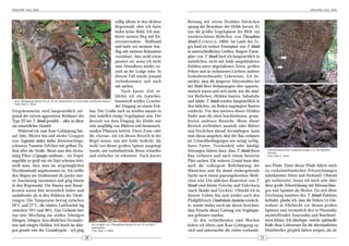 ARACHNE 10(2), 2005                                                                                                                                                                                                  ARACHNE 10(2), 2005



                                                                                     völlig alleine in den dichten        Reizung mit einem flexiblen Stöckchen
                                                                                     Regenwald, aber ich hatte            sprang der Bewohner der Höhle hervor. Es
                                                                                     leider keine Wahl. Ich mar-          war die größte Vogelspinne der Welt: ein
                                                                                     kierte meinen Weg mit flu-           wunderschönes Weibchen von Theraphosa
                                                                                     oreszierendem Maßband                blondi (LATREILLE, 1804). Im Laufe des Ta-
                                                                                     und hatte vor meinem Aus-            ges fand ich weitere Exemplare von T. blondi
                                                                                     flug mit meinem Bekannten            in unterschiedlichen Größen. Jüngere Exem-
                                                                                     vereinbart, dass wohl etwas          plare von T. blondi fand ich hauptsächlich in
                                                                                     passiert sei, wenn ich nicht         natürlichen, nicht mit Seide ausgekleideten
                                                                                     zum Abendbrot wieder zu-             Höhlen unter abgefallenen Ästen, großen
                                                                                     rück an der Lodge wäre. In           Felsen und in verlassenen Löchern anderer
                                                                                     diesem Fall würde jemand             bodenbewohnender Lebewesen. Ich be-
                                                                                     vorbeikommen und nach                merkte, dass die jüngeren Altersstadien bei
                                                                                     mir suchen.                          der Wahl ihrer Behausungen eher opportu-
                                                                                         Nach kurzer Zeit er-             nistisch waren und sich nicht, wie die adul-
                                                                                     blickte ich ein typisches,           ten Weibchen, Höhlen bauten. Subadulte
  eine Theraphosa blondi mit ca. 25 cm Spannweite vor ihrem Bau auf Beute lauernd    baumwoll-weißes Gewebe:              und adulte T. blondi wurden hauptsächlich in
  Foto: Rick C. West
                                                                                     der Eingang zu einem Erd-            den üblichen, im Boden angelegten Bauten
Vorgehensweise wird hauptsächlich auf- bau. Der Größe nach zu urteilen musste es                                          entdeckt. Vor den meisten dieser Höhlen
grund der extrem aggressiven Reizhaare des eine wahrlich riesige Vogelspinne sein. Der                                    findet man die oben beschriebenen, gesäu-
Typs III bei T. blondi gewählt – alles in allem Bereich vor dem Eingang der Höhle war                                     berten seidenen Bereiche. Wenn dieser
ein entsetzlicher Handel.                                       sehr sorgfältig von Blättern und heranwach-               Bereich zerfleddert aussieht oder Blätter
     Während ich zum Kaw-Gebirgszug hin- senden Pflanzen befreit. Diese Zone oder                                         und Stöckchen darauf herumliegen, kann
auf fuhr, flitzten hin und wieder Gruppen die »Arena«, wie ich diesen Bereich in der                                      man davon ausgehen, dass der Bau verlassen
von Saguinus midas midas (kleinwüchsige, Regel nenne, war mit Seide bedeckt, die                                          ist. Umweltbedingungen wie wenig verfüg-
schwarze Tamarin-Äffchen mit gelben Fü- wohl von dieser großen Spinne ausgelegt                                           bares Futter, Trockenheit oder häufige
ßen) über die Straße. Wenn man den »Screa- wurde, um vorbeilaufende Beute schneller                                       Störungen führen dazu, dass T. blondi ihren             vorkolumbianischen Felszeichnungen u.a. mit Spinnen-
                                                                                                                                                                                  motiven
ming Piha« (Lipaugus vociferans – ein Vogel, und einfacher zu erkennen. Nach kurzer                                       Bau verlassen und nach einem besseren                   Foto: Rick C. West

ungefähr so groß wie ein Star) schreien hört,                                                                             Platz suchen. Ein weiterer Grund kann aber
weiß man, dass man im ursprünglichen                                                                                      auch die vollzogene Reifehäutung der                   nen Pfade. Einer dieser Pfade führte mich
Hochlandwald angekommen ist. Ich stellte                                                                                  Männchen und die damit einhergehende                   zu vorkolumbianischen Felszeichnungen
den Wagen am Straßenrand ab, packte mei-                                                                                  Suche nach einem paarungsbereiten Weib-                unbekannten Alters und Herkunft. Obwohl
ne Ausrüstung zusammen und ging hinein                                                                                    chen sein. Die üblichen Beutetiere von T.              gut vorbereitet, freute ich mich sehr über
in den Regenwald. Die Bäume und Baum-                                                                                     blondi sind kleine Frösche und Eidechsen               diese große Felszeichnung mit Riesenschlan-
kronen waren hier wesentlich höher und                                                                                    (auch Skinke und Geckos). Obwohl ich in                gen und Spinnen als Motive. Da sich diese
ausladender als in den Wäldern der Niede-                                                                                 diesem Gebiet hin und wieder auch den                  Zeichnung inmitten des T. blondi-Habitats
rungen. Die Temperatur betrug zwischen                                                                                    Pfeilgiftfrosch Dendrobates tinctorius entdeck-        befindet, glaube ich, dass die frühen Ur-Ein-
20°C und 27°C, die relative Luftfeuchte lag                                                                               te, wurde bisher noch nie davon berichtet,             wohner in Ehrfurcht vor diesen großen
zwischen 79% und 96%. Das Gelände hier                                                                                    dass Frösche dieser Gattung von Vogelspin-             Spinnen und vermutlich den in Flussnähe
war eine Mischung aus steilen, lehmigen                                                                                   nen gefressen wurden.                                  anzutreffenden Anacondas und Buschmei-
Hängen, felsigen, lava-ähnlichen Formatio-                                                                                     In den verbleibenden zwei Wochen                  stern lebten. Ich überlegte, welche spirituelle
nen und einigen Höhlen. Ich brach im übri-                       ein Jungtier von Theraphosa blondi mit ca. 10 cm Bein-   kehrte ich öfters zum Kaw-Gebirgszug zu-               Rolle diese Lebewesen für die altertümlichen
                                                                 spannweite
gen gerade eine der Grundregeln – ich ging                       Foto: Rick C. West                                       rück und untersuchte die vielen vorhande-              Handwerker gespielt haben mögen, als sie
                                                         10                                                                                                                 11
 
