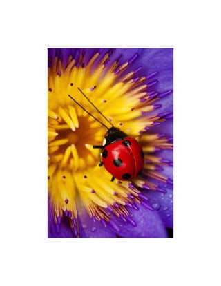 Pax et Bonum Verlag Berlin Leseprobe Marienkaefer Siebenpuenktchen