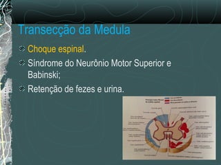 Transecção da Medula
Choque espinal.
Síndrome do Neurônio Motor Superior e
Babinski;
Retenção de fezes e urina.
 