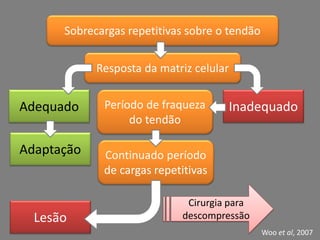 Sobrecargas repetitivas sobre o tendão
Resposta da matriz celular
InadequadoAdequado
Adaptação
Período de fraqueza
do tendão
Continuado período
de cargas repetitivas
Lesão
Woo et al, 2007
Cirurgia para
descompressão
 