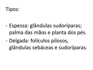 Tipos:
- Espessa: glândulas sudoríparas;
palma das mãos e planta dos pés.
- Delgada: folículos pilosos,
glândulas sebáceas e sudoríparas.
 