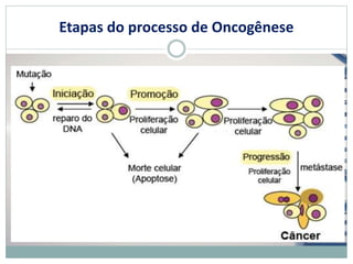 Etapas do processo de Oncogênese
 