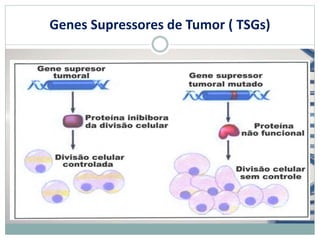 Genes Supressores de Tumor ( TSGs)
 