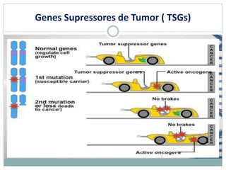 Genes Supressores de Tumor ( TSGs)
 