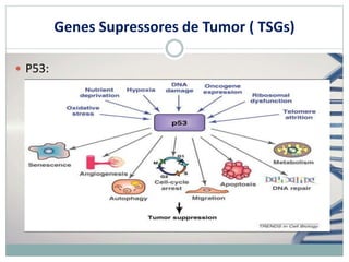 Genes Supressores de Tumor ( TSGs)
 P53:
 