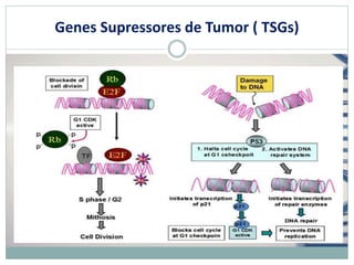 Genes Supressores de Tumor ( TSGs)
 