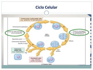 Ciclo Celular
 