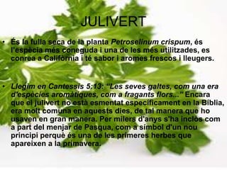 JULIVERTÉs la fulla seca de la planta Petroselinum crispum, és l’espècia més coneguda i una de les més utilitzades, es conrea a Califòrnia i té sabor i aromes frescos i lleugers. Llegim en Cantessis 5:13: “Les seves galtes, com una era d'espècies aromàtiques, com a fragants flors...” Encara que el julivert no està esmentat específicament en la Bíblia, era molt comuna en aquests dies, de tal manera que ho usaven en gran manera. Per milers d'anys s'ha inclòs com a part del menjar de Pasqua, com a símbol d'un nou principi perquè és una de les primeres herbes que apareixen a la primavera.