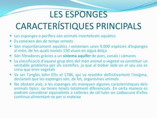 LES ESPONGES
CARACTERÍSTIQUES PRINCIPALS
 Les esponges o porífers són animals invertebrats aquàtics
 Es coneixen des de temps remots
 Són majoritàriament aquàtics i existeixen unes 9.000 espècies d’esponges





al món, de les quals només 150 viuen en aigua dolça
Són filtradores gràcies a un sistema aquífer de pors, canals i càmares
La classificació d'aquest grup dins del món animal o vegetal va constituir un
veritable problema per als científics, ja que al trobar iode en el seu cos es
creia que eren vegetals
Va ser l'anglès John Ellis el 1786, qui va resoldre definitivament l'enigma,
declarant que les esponges són, de fet, organismes animals
No obstant això, a les esponges els manquen algunes característiques dels
animals típics: no tenen teixits totalment diferenciats. En certa manera es
podrien considerar equivalents a colònies de cèl·lules on cadascuna d'elles
continua alimentant-se per si mateixa

 