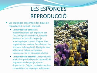 LES ESPONGES
REPRODUCCIÓ
 Les esponges presenten dos tipus de

reproducció: sexual i asexual.
 La reproducció sexual:Els

espermatozoides són expulsats per
l’òscul en grans quantitats, i poden
penetrar en una altra esponja
arrossegats pel corrent d'aigua. Una
vegada dintre, arriben fins als òvuls i es
produeix la fecundació. Els zigots són
alliberats a l'aigua, on podran
transformar-se en esponges adultes.
 La reproducció asexual: La reproducció
asexual es produeix per la separació de
fragments de l'esponja, que es
dispersen en l'aigua i posteriorment es
converteixen en esponges individuals.

 