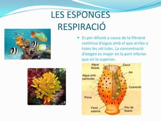 LES ESPONGES
RESPIRACIÓ
 Es per difusió a causa de la filtració

contínua d’aigua amb el que arriba a
totes les cèl·lules. La concentració
d’oxigen es major en la part inferior
que en la superior.

 