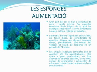 LES ESPONGES
ALIMENTACIÓ
 Gran part del cos es buit o constituït de
pors i canals interns. Per aquestes
obertures flueix l’aigua, de la qual les
esponges adquireixen la seva alimentació
i oxigen, i alhora rebutja les deixalles.
 S’alimenta filtrant l’aigua pels seus canals,
no tenen boca. És considerable la
quantitat d’aigua que algunes esponges
filtren, possiblement dues-centes mil
vegades el volum de l’esponja en un
període de 24 hores.
 Les úniques esponges carnívores que es
coneixen són les asbestoplumas. Elles
viuen a grans profunditats, en llocs
anomenats abismes oceànics, a uns 4,000
metres de profunditat i s’alimenten de
minúsculs crustacis que capturen amb els
seus filaments.

 