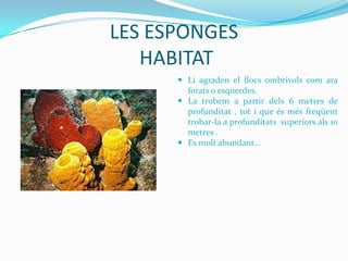 LES ESPONGES
HABITAT
 Li agraden el llocs ombrívols com ara
forats o esquerdes.
 La trobem a partir dels 6 metres de
profunditat , tot i que és més freqüent
trobar-la a profunditats superiors als 10
metres .
 Es molt abundant...

 