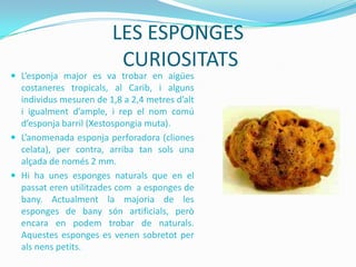 LES ESPONGES
CURIOSITATS

 L’esponja major es va trobar en aigües

costaneres tropicals, al Carib, i alguns
individus mesuren de 1,8 a 2,4 metres d’alt
i igualment d’ample, i rep el nom comú
d’esponja barril (Xestospongia muta).
 L’anomenada esponja perforadora (cliones
celata), per contra, arriba tan sols una
alçada de només 2 mm.
 Hi ha unes esponges naturals que en el
passat eren utilitzades com a esponges de
bany. Actualment la majoria de les
esponges de bany són artificials, però
encara en podem trobar de naturals.
Aquestes esponges es venen sobretot per
als nens petits.

 