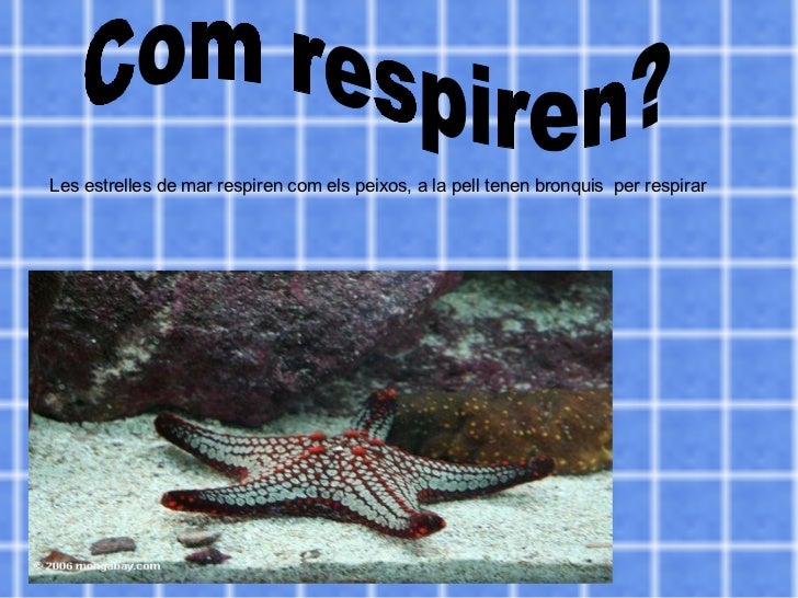 Com Respiren Les Estrelles De Mar