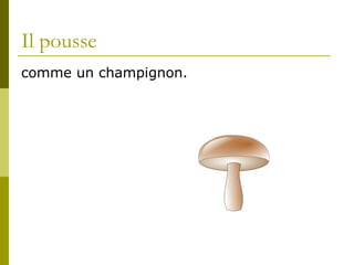 Il pousse comme un champignon.