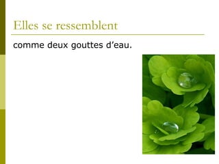 Elles se ressemblent comme deux gouttes d’eau.